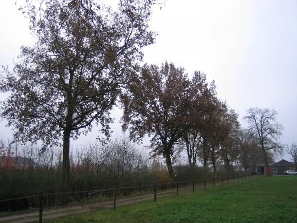 Oosteinde 44 Eik, zomer Quercus robur Criteria: Basis 1, 2, 3