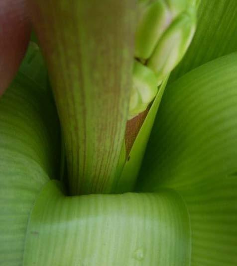 de toepassing langer door te zetten. Ook het later starten van de behandeling leidde tot minder bestrijding. Bij veel planten waren ook de bloemen aangetast. Tabel 4.