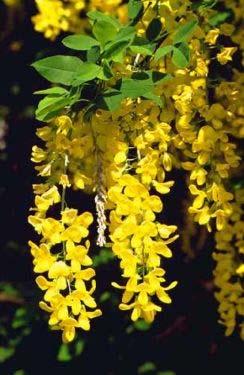 Laburnum x watereri Vossii (Kirchn.) Dipp.