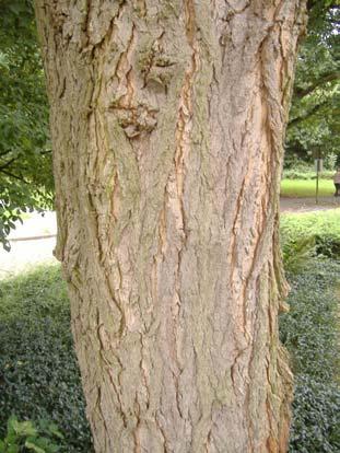 Robinia pseudoacacia L.