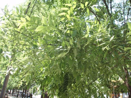 Sophora japonica L. Bladeren: Oneven geveerde bladeren.15-25cm lang.