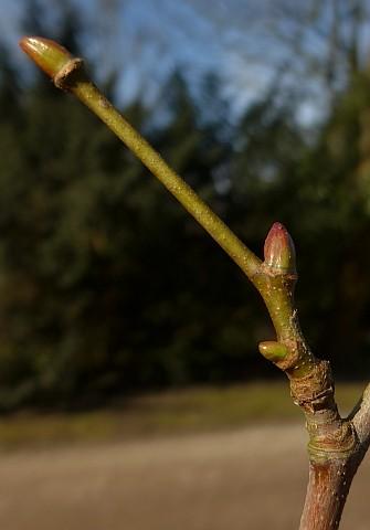 kleurrijke knoppen.