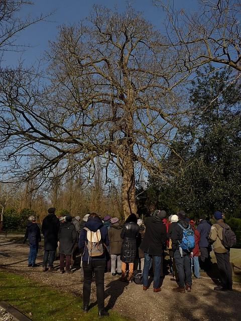 Pterocarya fraxinifolia,