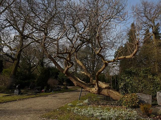 Catalpa bignonioides, Trompetboom. Heeft als bijnaam Ambtenarenboom.