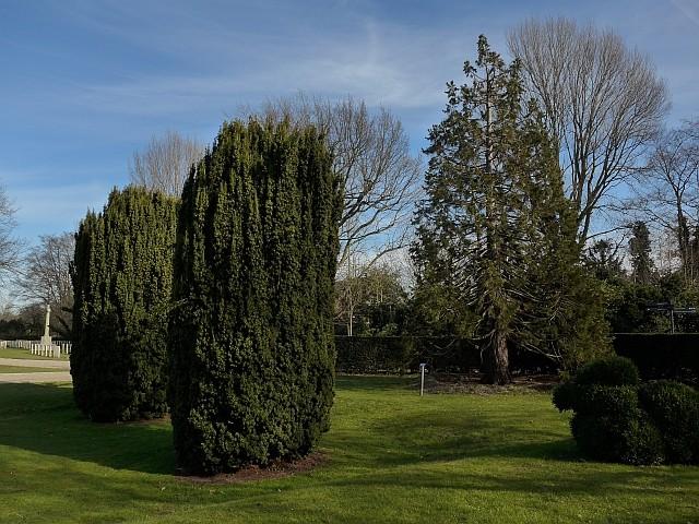 Rechts de Sequoiadendron giganteum,