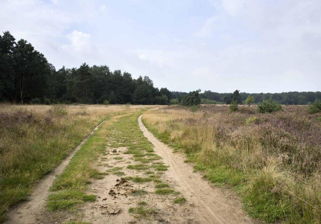 Grafheuvelonderzoek Vanaf het begin van de 20e eeuw worden de grafheuvels in Nederland op