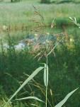 laxa.s.cespitosa Phalaris.arundinacea Phragmites.australis Rorripa.palustris Rumex.