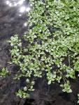 vulgaris Brassica.sp. Capsella.bursa.pastoris Cerastium.arvense Chenopodium.album Cirsium.