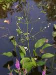 aviculare Ranunculus.acris Rorripa.