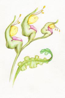 uk/artists/anouk-maria-van-deursen/ Geelkopjes plant