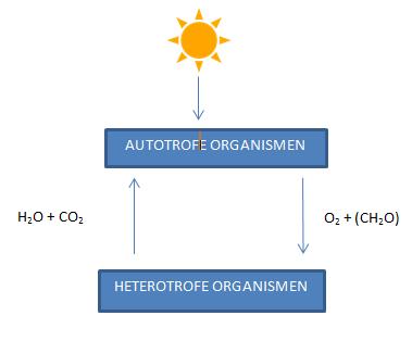 > O2 + C6H12O6 Heterotrofe organismen, zoals de mens, halen hun energie uit de verbranding van suikers, zoals glucose, en zuurstof. Bij dit proces komen water en koolstofdioxide vrij.