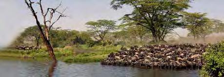 Reisvoorstel Tanzania & Zanzibar Individuele reis met privé chauffeur/gids verlenging mogelijk Optie 1 Hoogtepunten: Kilimanjaro / Arusha: Milimani Lodge B&B Serengeti centraal: Serengeti Sopa Lodge