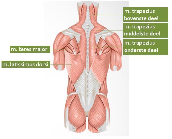 Schoudergordel Fig. 32 Spieren van de schoudergordel en bovenrug Musculus trapezius (monnikskapspier) (fig.