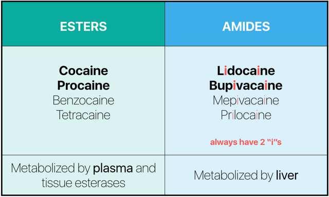 Amide en Ester Amide: lever mebolisatie Ester: plasma cholinesterase Amide : microsomale enzymes lever.