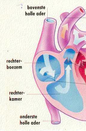 Anatomie vh hart 1 hart; 2 pompen De rechter hart helft; O 2 -arm bloed vanuit het lichaam in de Re