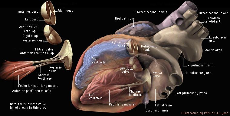 Anatomie vh hart: Kleppen 3.363.840.000 slagen per leven!