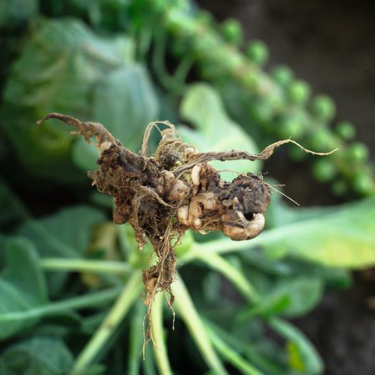 Knolvoetresistentie Knolvoet (Plasmodiophora brassicae) kan leiden tot grote schade in koolgewassen en kan meer dan 15 jaar in de bodem overleven.
