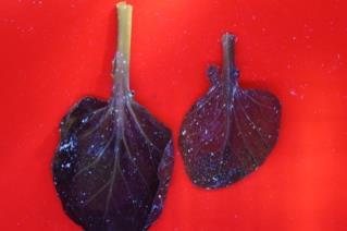 Upper (Side of the leaf) Lower (Side of the leaf) Photos van de spruitjes werden gemaakt maar niet geanalyseerd ivm verschillende kleuren.