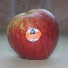 Appels zonder blos smaken ook goed. Ontwikkeld door: Het ras is in 1972 ontwikkeld door T.