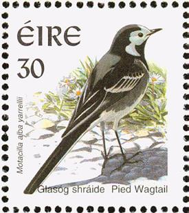 b. zangvogels In 2017 zijn in totaal 4.781 exemplaren aan zangvogels (excl. kraaiachtigen en gebouwbroeders) in MUS waargenomen van 34 soorten, evenveel als in 2016.