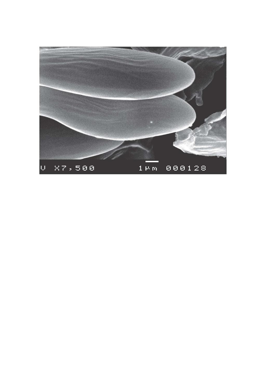 Figuur 1. Foto met de scanning electronenmicroscoop van sporen van Xerocomus cisalpinus. (Foto: Jaap Wisman) ornamentatie van fijne ribben die van de ene naar de andere pool lopen.