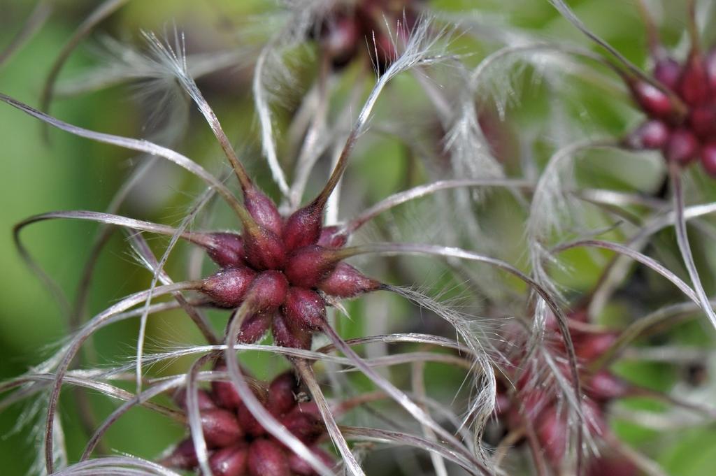 Dit zijn de pluizige zaden van de bosrank (Clematis vitalba). Clematis is een geslacht van overwegend klimplanten uit de ranonkelfamilie.