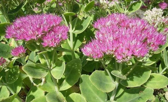 Insecten kunnen alleen bij de nectar komen wanneer het om enkele bloemen gaat.