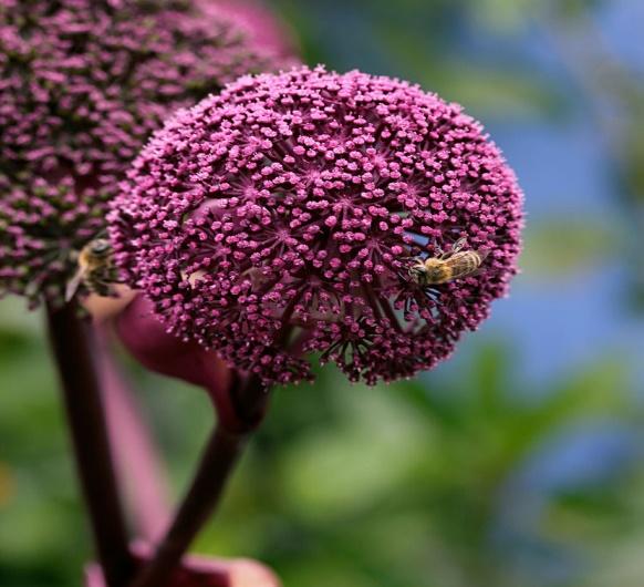 Met een ondiepe poel neemt de biodiversiteit in de tuin flink toe.