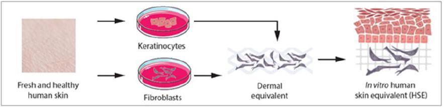 Effecten van plasma op de huid Human Skin Model (LUMC, Aeon