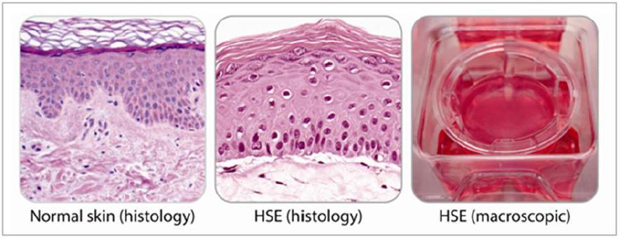 keratinocyten en fibroblasten geïsoleerd uit gezonde humane huid.
