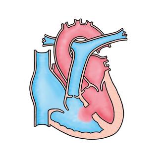 (aorta). De longslagader voert het bloed naar de longen en de aorta voert het bloed naar alle andere organen en delen van het lichaam.
