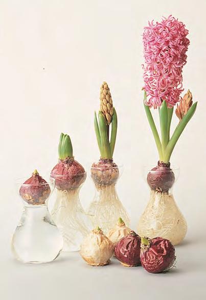 Het gewas komt oorspronkelijk uit Klein-Azië. In het laatste kwart van de 16e eeuw is de hyacint langs verschillende wegen, onder andere via Turkije, in Nederland terechtgekomen.