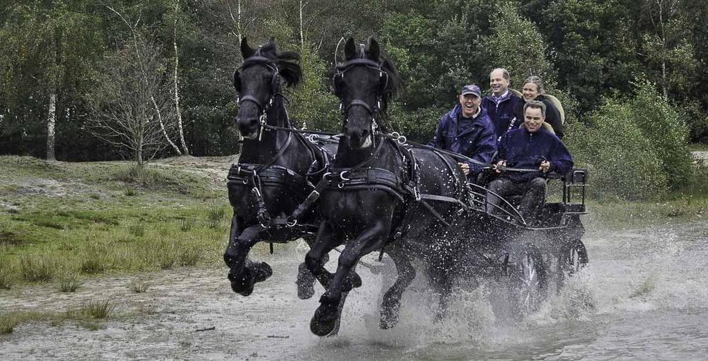 De Koninklijke Vereniging "Het Friesch Paarden-Stamboek" (KFPS) is het oudste paardenstamboek in Nederland en beheert de belangen van het Friese paard in de breedste betekenis van het woord.