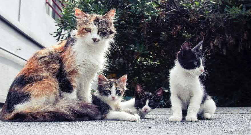 Verwilderde katten Katten die al langere tijd op straat leven, verwilderen. Ook al leefden ze lange tijd bij mensen.