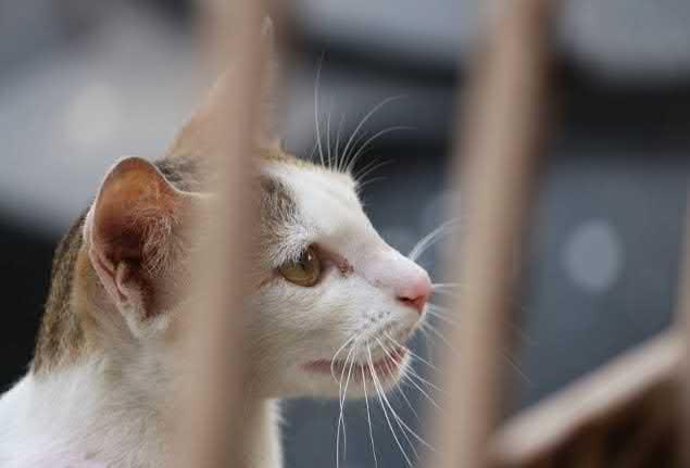 weg te vangen, zonder iets aan dit leefklimaat te veranderen. Dan komen er namelijk vrijwel zeker weer andere katten voor in de plaats.