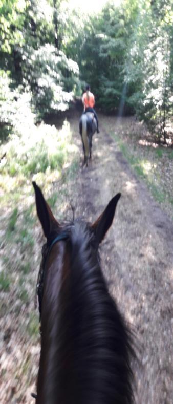- 15 - De Eper paardenvierdaagse Half juni heb ik samen met Ayscha de Eper Paardenvierdaagse gereden. Zoals de naam al zegt: vier dagen vanuit Epe paardrijden of mennen.