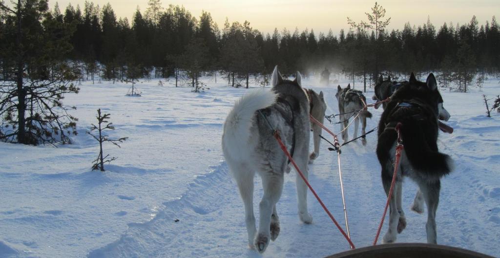 Inbegrepen in de reissom Lijnvluchten met Finnair vanuit Brussel (Brussel - Helsinki - Ivalo - Helskinki - Brussel), inclusief luchthaventaksen Het verblijf gedurende 4 nachten in het Lapland Hotel