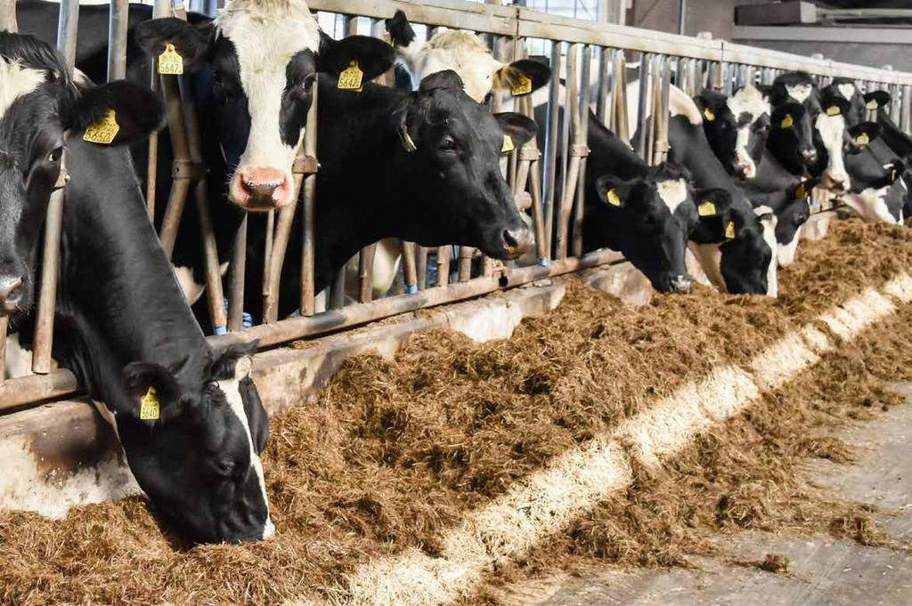 BIJZONDERE KOEIEN Royal A-ware is trots dat de melkveehouders waarmee zij samenwerkt bijzondere koeien hebben. Onderstaande koeien hebben de 100.000 kg melkgrens gepasseerd.