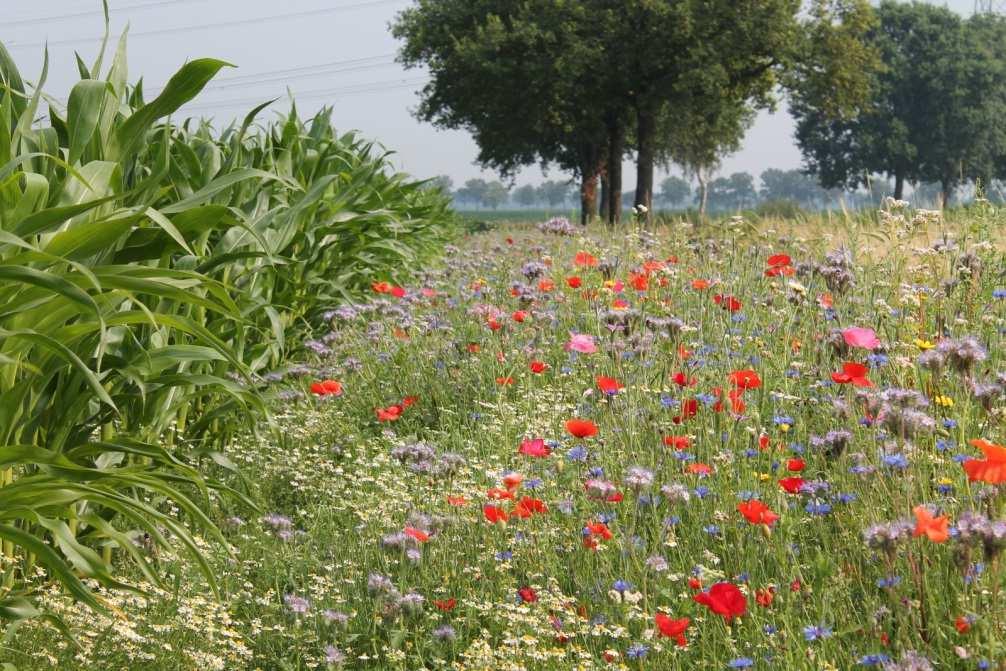 Emissievrij telen Residu