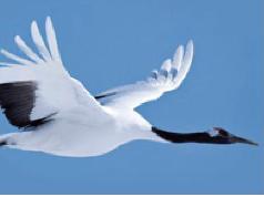 Het 'vliegende vogel' ontwerp is modern en stijlvol. Het is een gepatenteerd ontwerp.