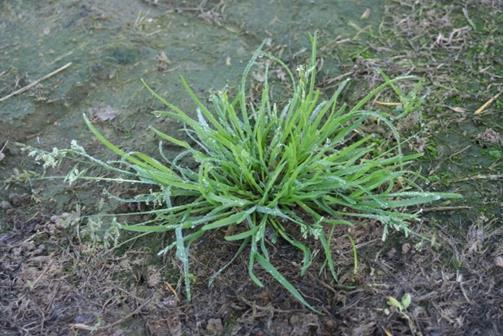 Mogelijkheid 3: grassen bestrijden in beplanting Eloge is het enige middel met een werking op straatgras