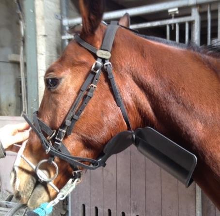 behandeling bij paarden