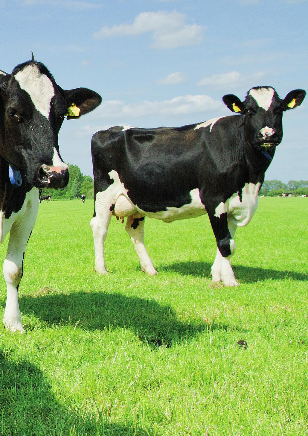 KANSEN BENUTTEN MET DEELWEIDEGANG Voor sommige melkveehouders is het lastig of zelfs niet mogelijk om alle koeien weidegang te bieden.