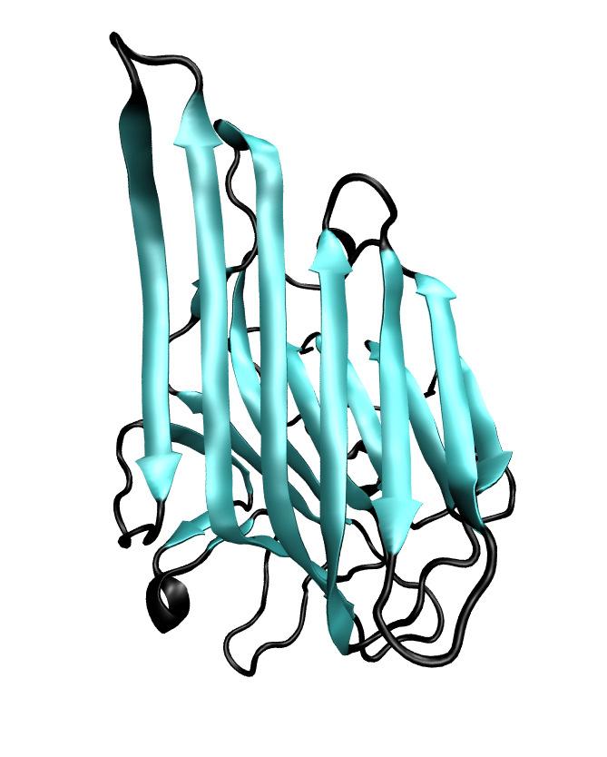 In het linker plaatje is te zien dat eiwitten bestaan uit een lange keten die in een ingewikkelde ruimtelijke vorm is opgevouwen. De plaatjes van eiwitten zijn gemaakt met VMD [Humphrey et al. 1996].