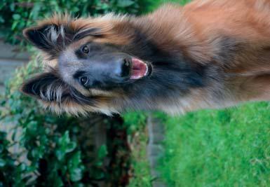 Honden in De Ronde Venen Inhoud De hond: Voor veel inwoners een trouwe kameraad 3 Hond aan de riem 4 Even uitrennen in losloopgebieden 4 Honden niet welkom op speelplaatsen