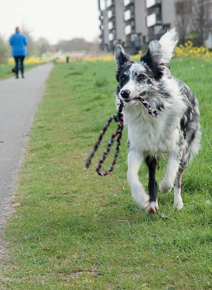 Bovendien is niet iedereen vertrouwd met honden. Even uitrennen in losloopgebieden Uiteraard wilt u uw hond ook af en toe vrij laten rennen en spelen.