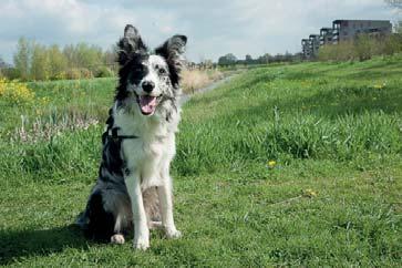 2017 Gemeente De Ronde Venen Gele hond - Deze hond