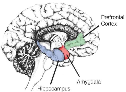 Prefrontale Cortex : - Executief Functioneren - Regulatie van gedachten, emoties en handelen Hippocampus: - Opslag informatie geheugen - Controleren gedrag om te