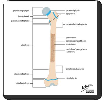 zwelling Apophysitis (Osgood Schlatter,