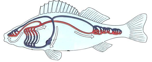 6 De tekening geeft de bloedsomloop bij een vis schematisch weer.